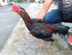 Tujuh Penjudi Sabung Ayam Diringkus Polisi