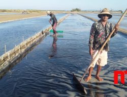 Harga Tak Bersahabat, Petani Garam di Sampang Khawatir