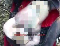 Geger! Warga Camplong Temukan Bayi Perempuan di Bawah Pohon Mangrove