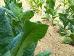 Jelang Panen, Tim Gabungan Perketat Masuknya Tembakau dari Luar Madura ke Pamekasan