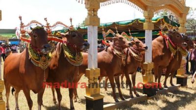 Sapi Madura Berpotensi Jadi Wisata Premium