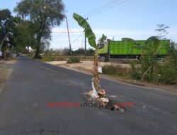 Kecewa, Warga Tanam Pohon Pisang di Jalan Penghubung Ganding-Lenteng
