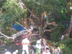 Pohon Besar di Omben Sampang Tumbang, Satu Orang Tewas