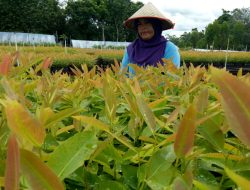 Pemkab Sumenep Kirim 10 Pekerja ke Kaltim, Kepala Disnaker: Untuk Uji Coba