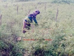 Harga Cabai Anjlok, Petani di Pamekasan: Kami Rugi