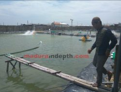 Ratusan Tambak Udang di Sampang Tak Berizin