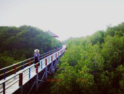 Slaman dan Hutan Mangrove Selamatkan Desa Lembung dari Abrasi Pantai
