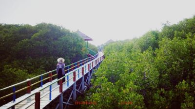 Slaman dan Hutan Mangrove