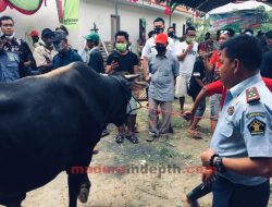 Jelang Idul Adha, Dinas Peternakan Pastikan Hewan Kurban Sehat Semua