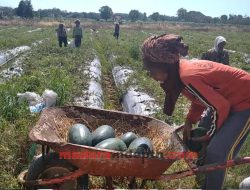 Petani di Desa Nepa Panen 10 Ton Semangka