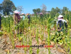 Petani Resah, Harga Tembakau Anjlok, Pupuk Sulit