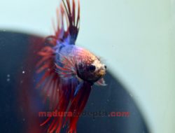 Dari Hobi Jadi Rejeki, Kisah Moh. Hamim Shidiqqi Pengusaha Ikan Cupang dari Sumenep