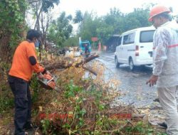 Hujan Disertai Angin Kencang Tumbangkan Pohon dan Tiang Listrik