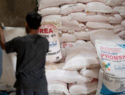 Alokasi Pupuk Bersubsidi di Pamekasan Dipangkas Hingga 50 Persen