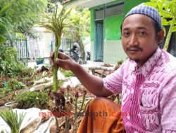 Peluang Usaha Budidaya Porang, Cari Bibit di Sampang Madura