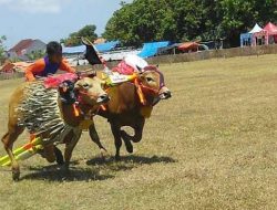 Kerapan Sapi di Tengah Pandemi, Plt Kepala Bakorwil : Untuk Melestarikan Budaya Madura