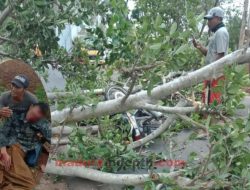 Pohon Tumbang Akibat Angin Kencang Timpa Pengendara Motor