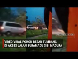Beredar Video Pohon Tumbang Akses Menuju Suramadu, Ini Kata Polisi