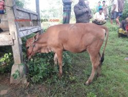 Sapi Warga Ganding Digondol Maling