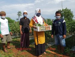 Atas Dukungan PHE WMO, Kelompok Tani Sulap Lahan Tandus Jadi Lahan Holtikultura