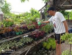 Selama Pandemi COVID-19, Pengusaha Tanam Hias di Sampang Harus Banting Harga
