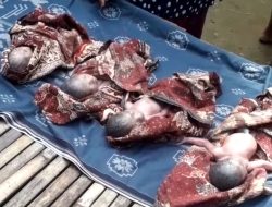 Viral, Ibu di Bangkalan Madura Lahirkan 4 Anak Kembar, Keluarga: Sudah Meninggal
