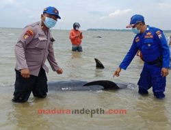 BPSPL Tanggapi Paus Mati Terdampar di Modung Bangkalan Madura