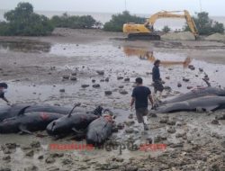 Bangkai Paus Dikubur di Lima Titik Lubang, Warga Bantu Petugas