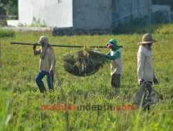 Soal Ketahanan Pangan, DPRD Minta Pemerintah Beli Hasil Pertanian Rakyat