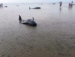Kawanan Paus Terdampar di Modung, Warga: Sudah Mati