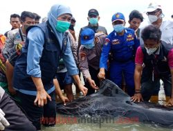 Penyebab Paus Terdampar di Bangkalan, Gubernur Jatim Khofifah: Masih Diteliti