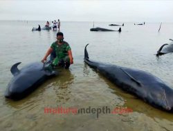 Viral Puluhan Ikan Paus Terdampar di Bangkalan, Pertanda Buruk?