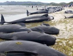 Sirip Ikan Paus Ada yang Hilang, BPSPL: Walau Mati, Harus Dikubur