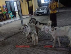 Pencuri Empat Ekor Kambing di Jrengik Diamankan Polisi