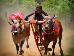 Karapan Sapi di Sampang Digelar Agustus? Marnilem: Pandemi Bukan Alasan