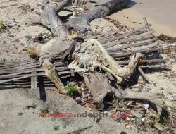 Mayat yang Ditemukan di Pulau Mandangin Kenakan Kaos “No. 1 Margi Budiharto Partai Perindo”