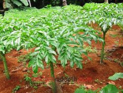 Budidaya Tanaman Porang Cukup Menjanjikan, Begini Saran Dispertan Sampang