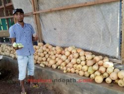 KATAR BISA Desa Jrengik Panen Labu Madu