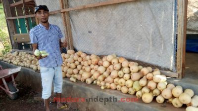 Katar Bisa Panen Labu Madu