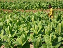 Minimalisir Peredaran Rokok Ilegal di Pamekasan, Pemerintah Akan Bangun KIHT