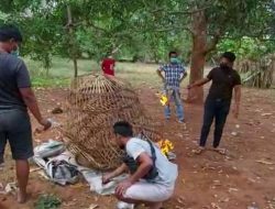 Polisi Gerebek Arena Sabung Ayam, Pelaku Kabur