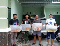 Berawal dari Hobi, Pemuda di Pamekasan Raup Cuan Lewat Bisnis Ikan Koi