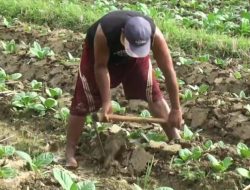 Sebesar Rp 22 Miliar DBHCHT untuk BLT Buruh Tani