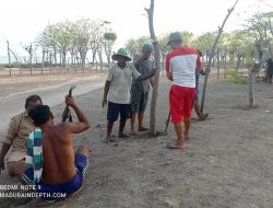 Pendamping CSR HCML Tanam 50 Ribu Pohon di Pulau Mandangin