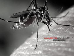 36 Kasus DBD Ditemukan di Sumenep Selama Januari