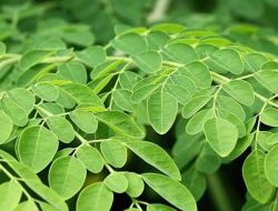 6 Manfaat Daun Kelor yang Wajib Diketahui