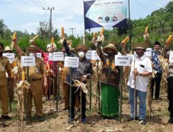Gandeng Bank Indonesia, UTM Sukses Panen Raya Jagung Madura