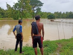 Hujan Deras, Belasan Sawah di Sampang Terendam Banjir