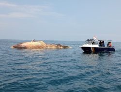Bangkai Paus yang Ditemukan di Perairan Camplong Ditenggelamkan Gunakan Batu