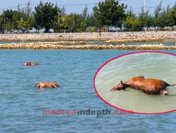 Puluhan Sapi Madura Mati di Perairan Camplong